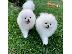 PoulaTo: Pomeranian κουτάβια .Whatsapp/Viber +48785742139
